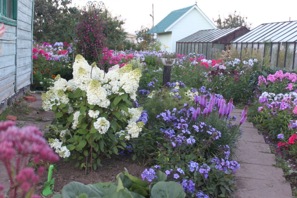 Гортензия и Хоста