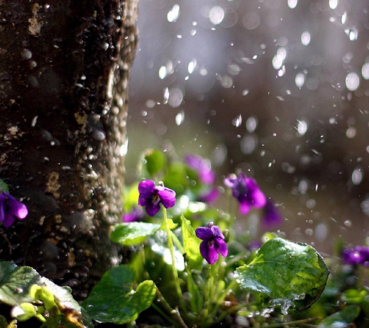 Насекомые под дождем