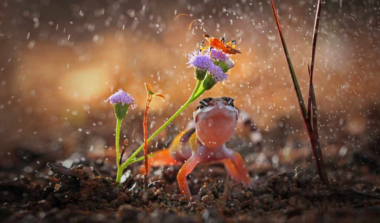 Ливень зонт