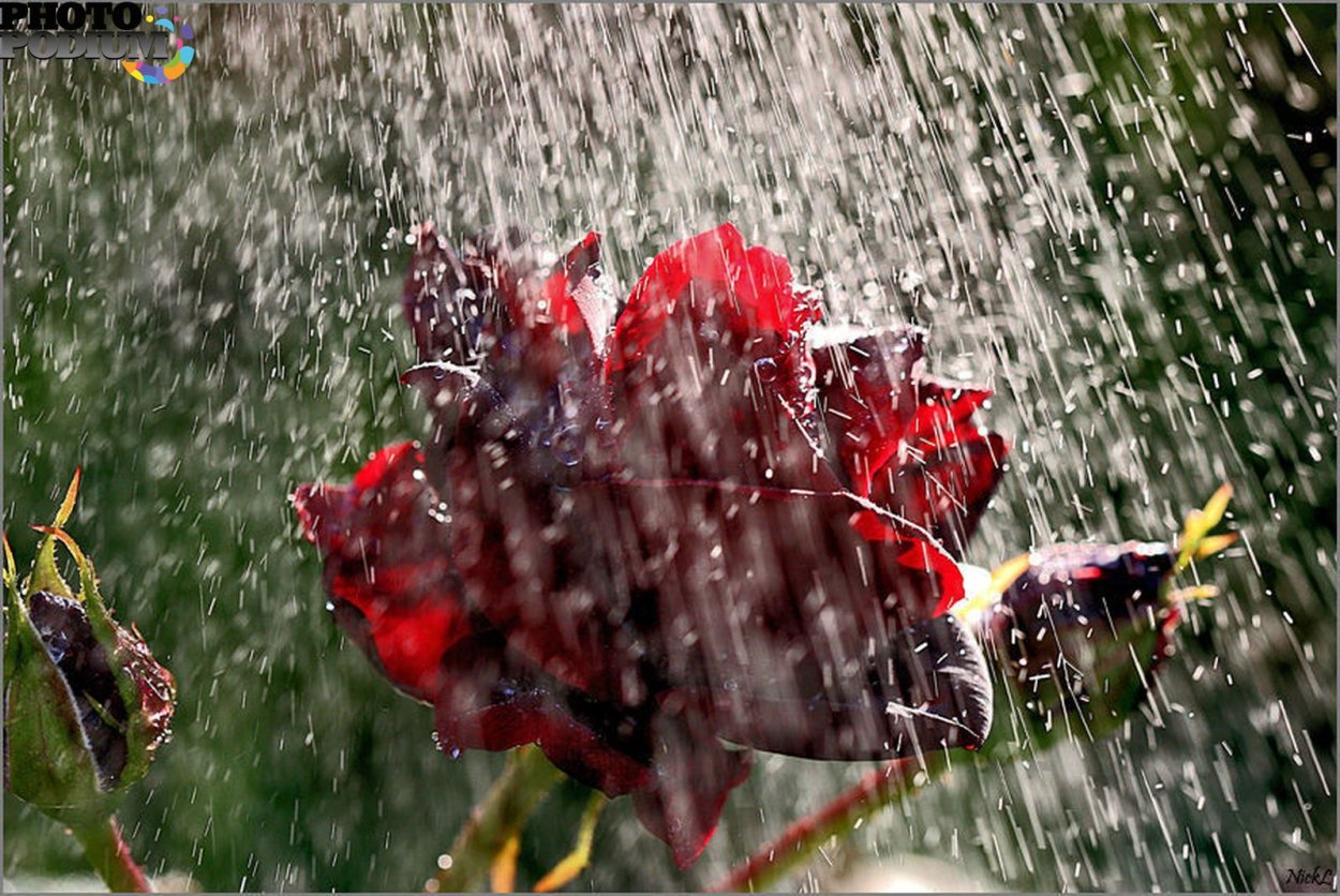 Разноцветные зонтики