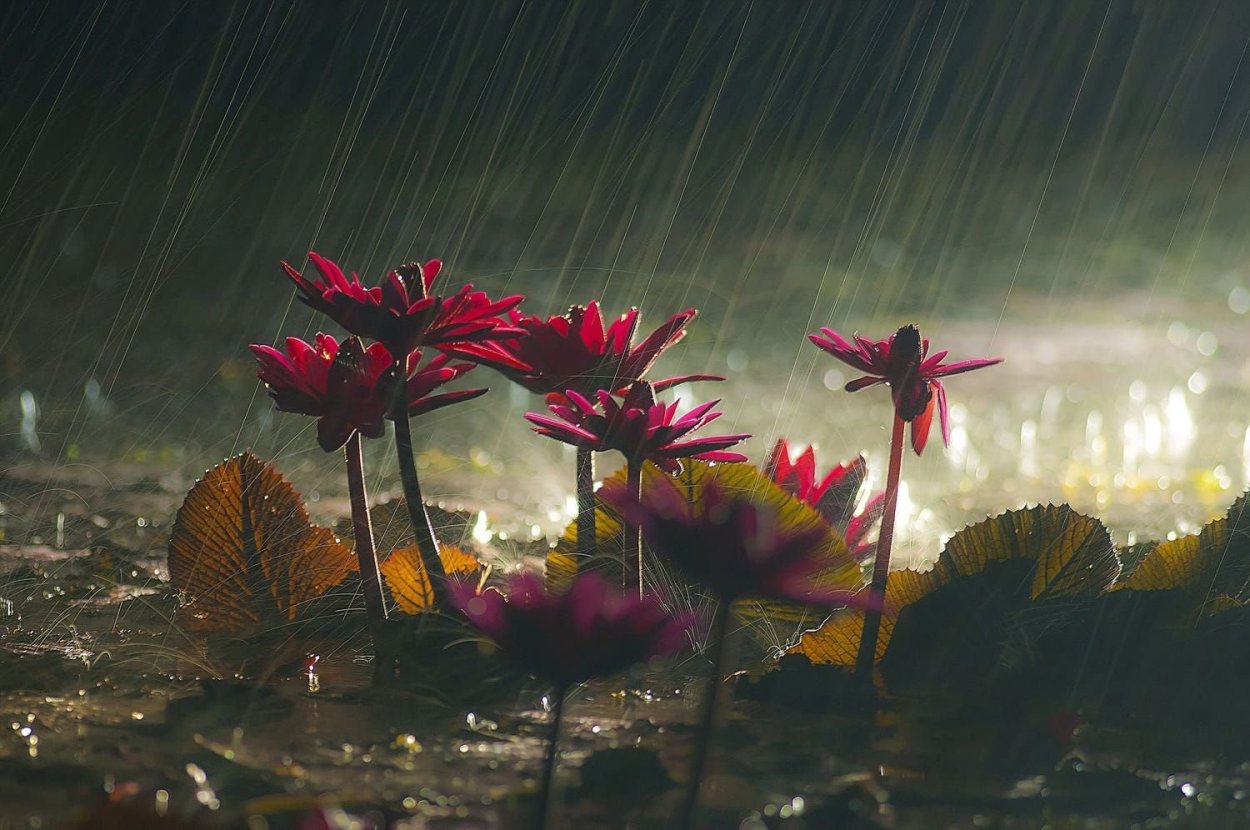 Рисуем цветы акрилом