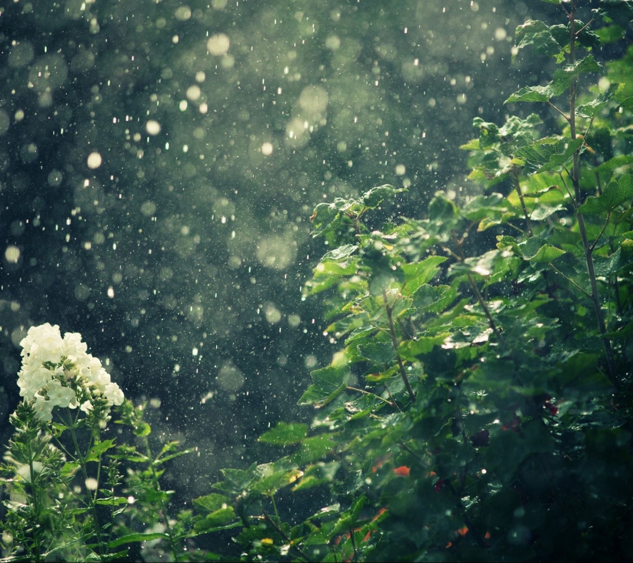 Ромашки на окне