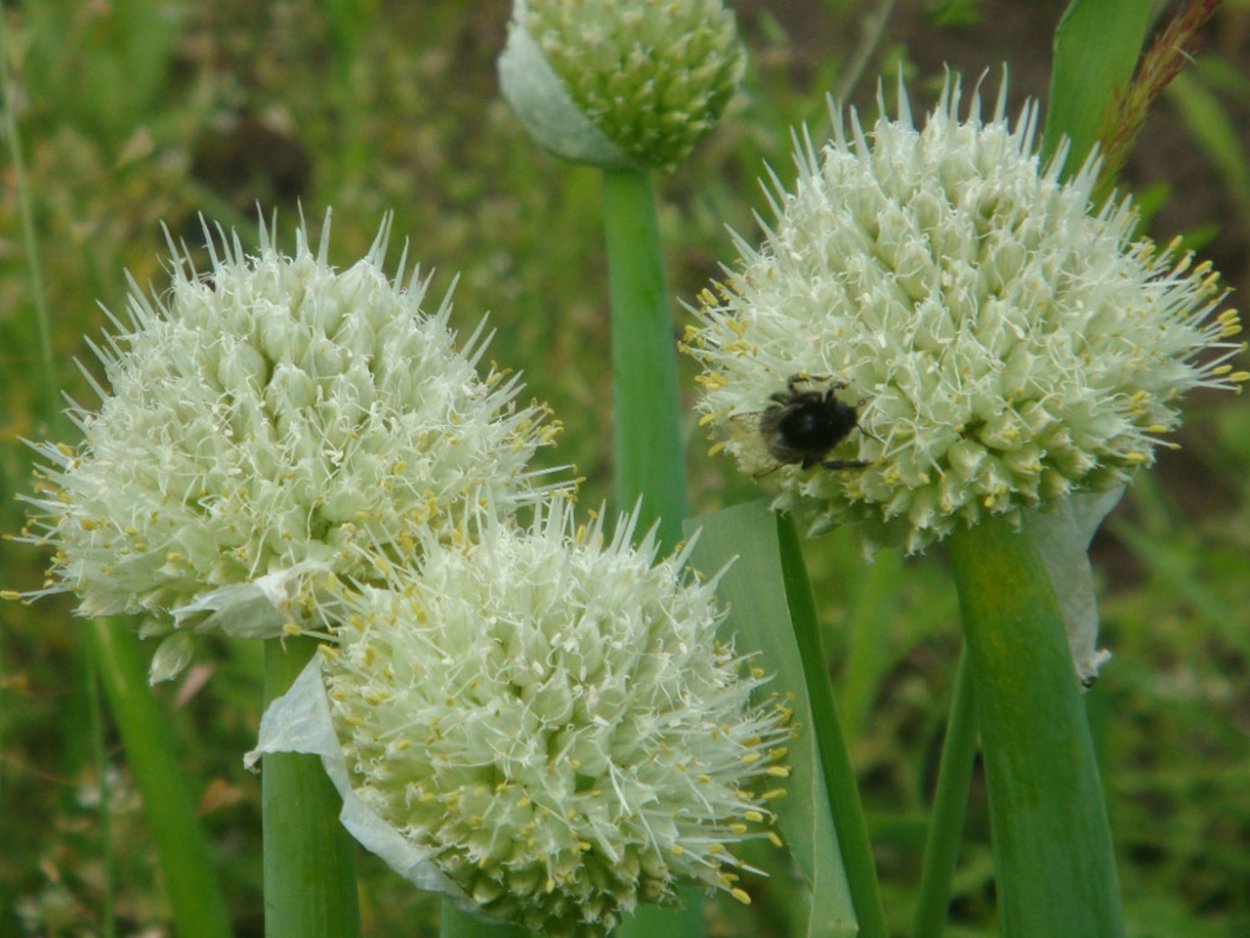 Батун цветет