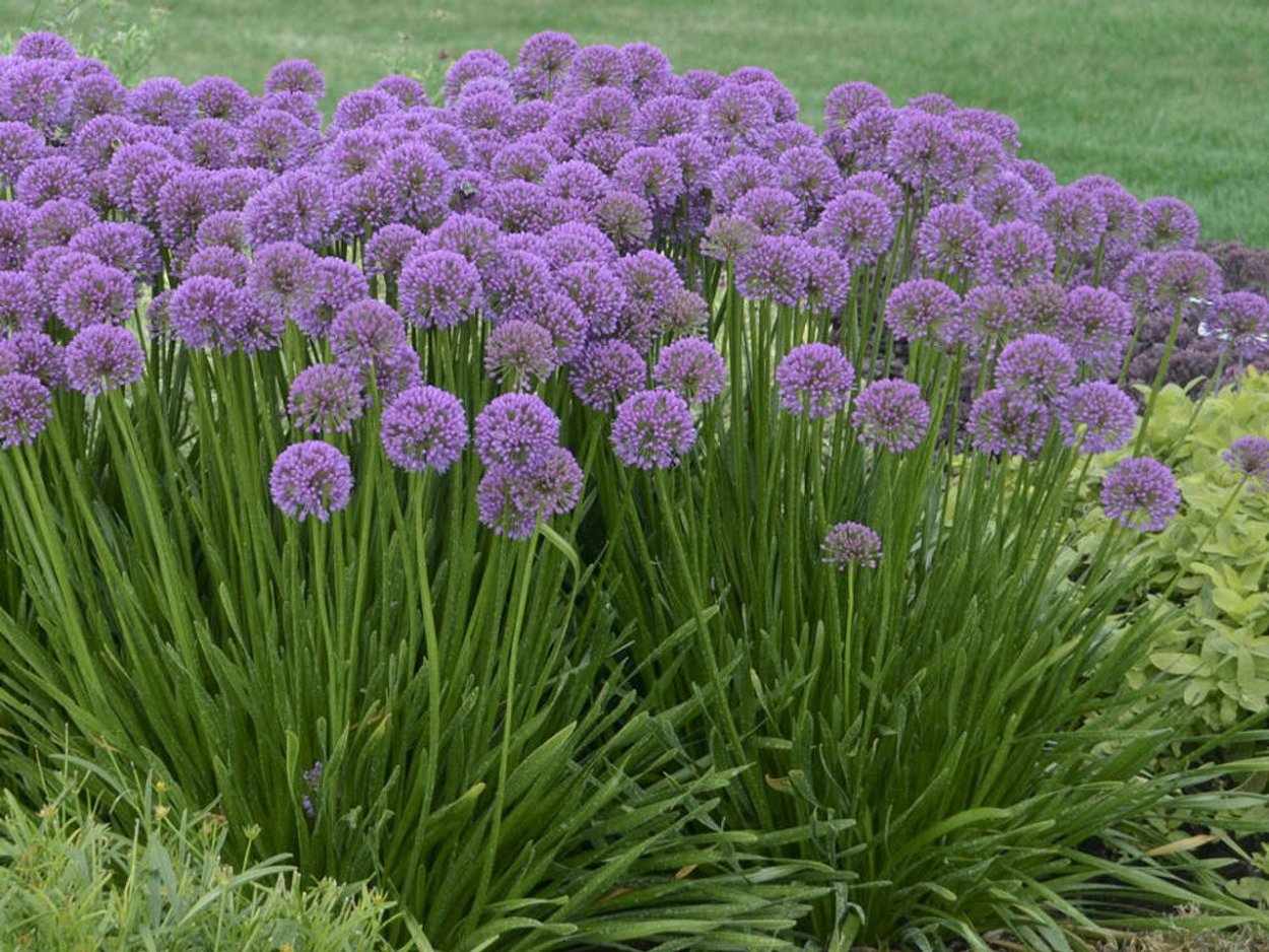 Аллиум шнитт