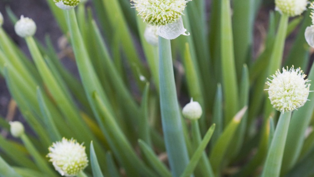 Лук батун в реальной жизни