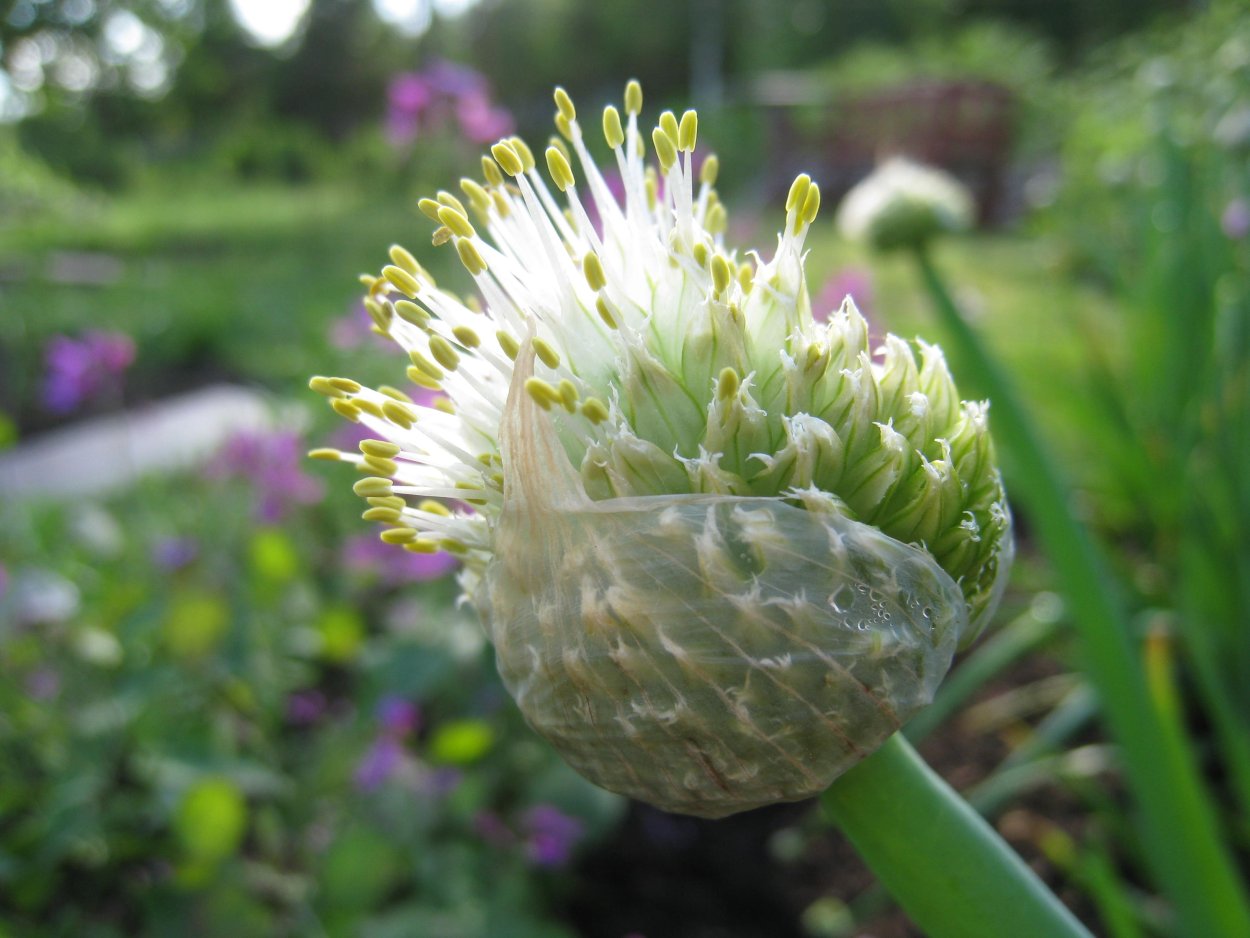 Allium fistulosum