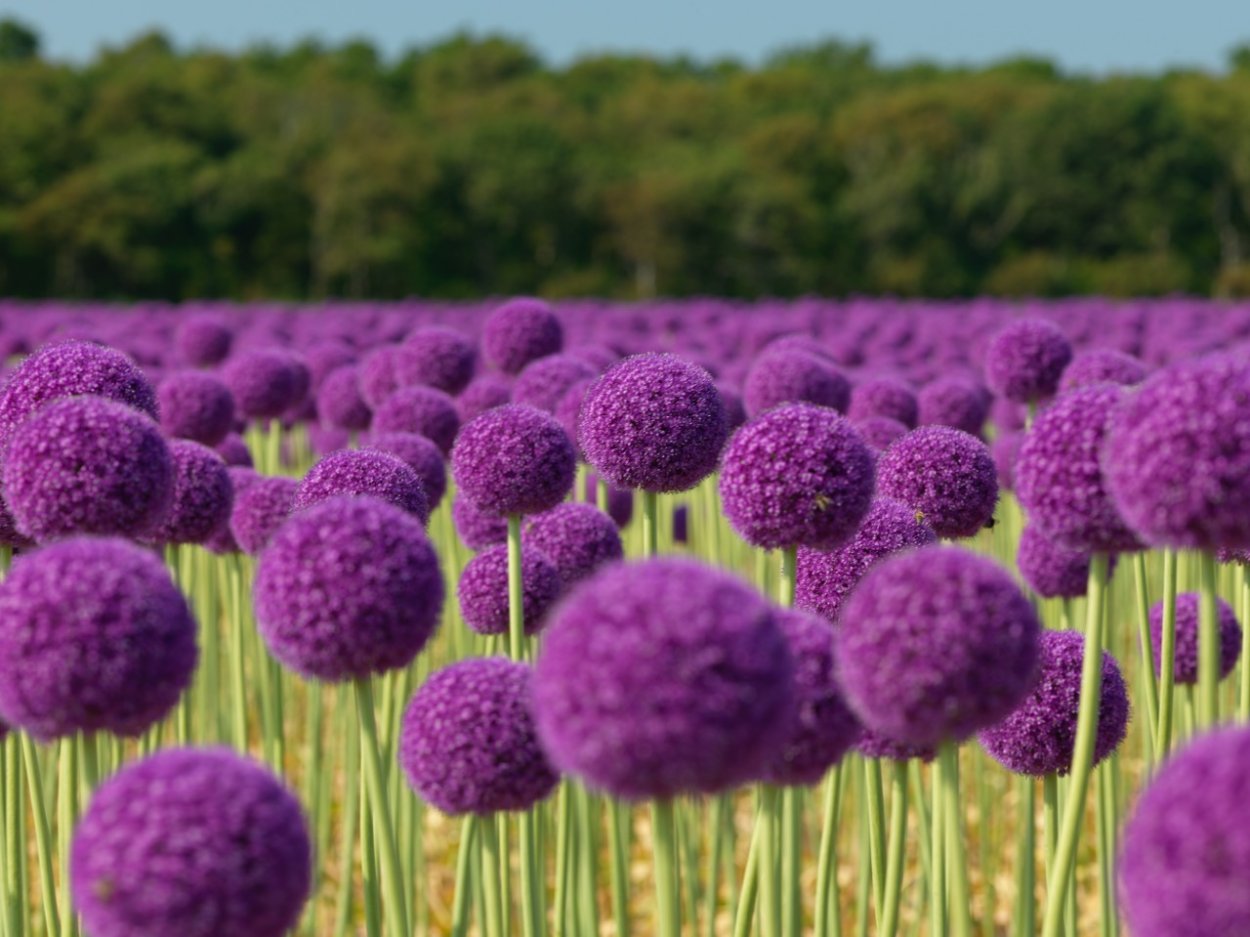 Аллиум гигант