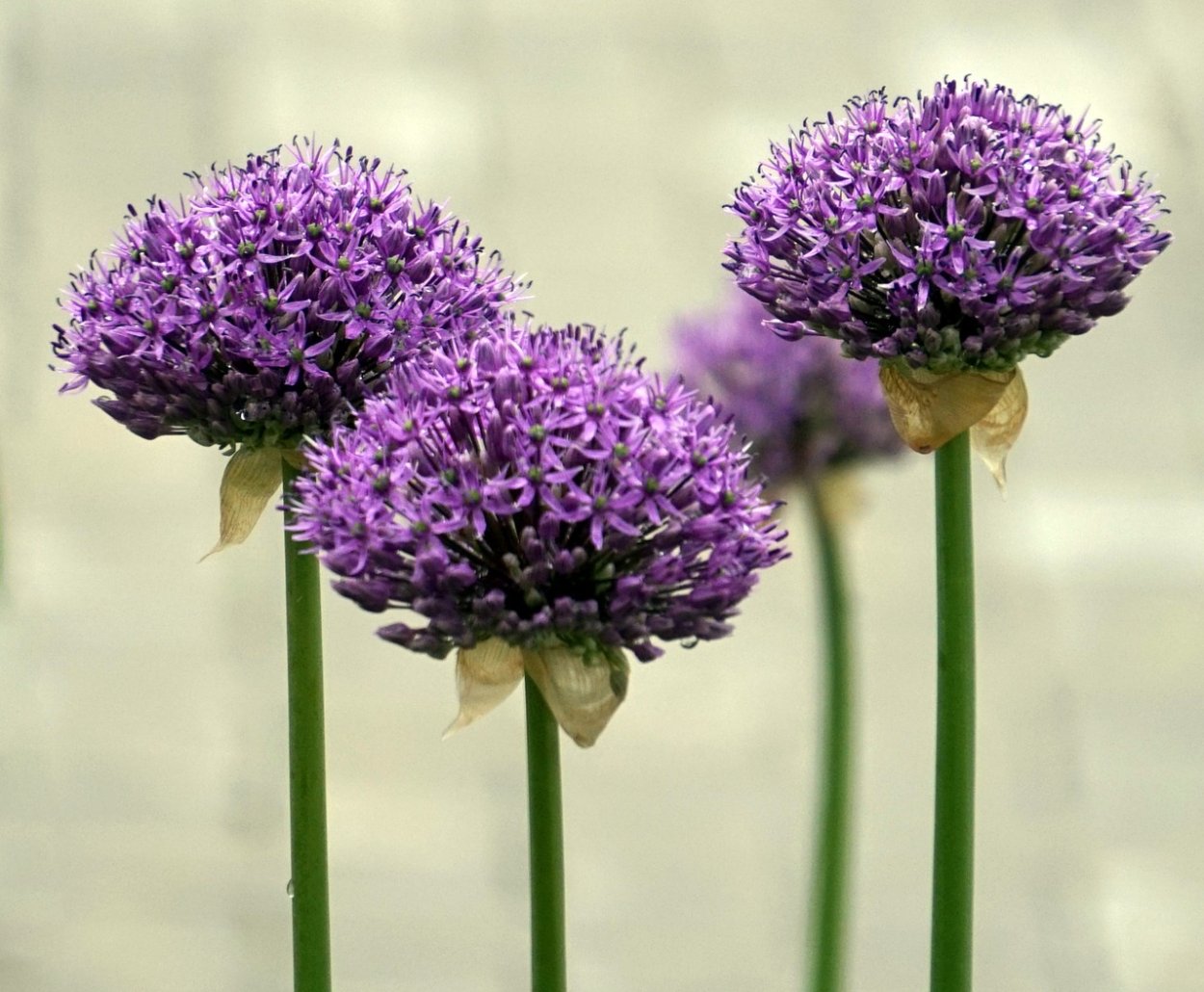 Аллиум Христофа