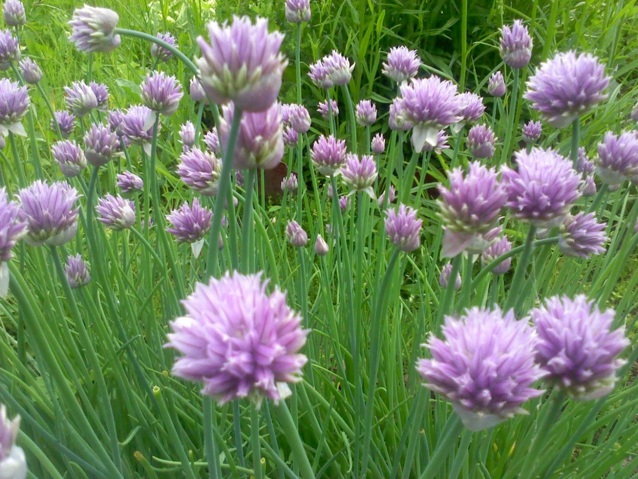 Лук многолетний шнитт