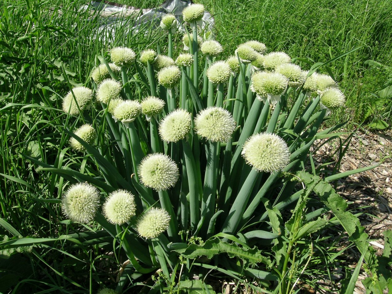 Семена. Лук батун "Боярин"