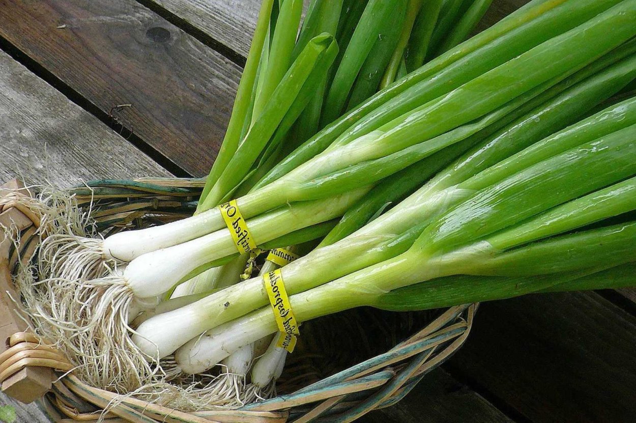 Аллиум шнитт