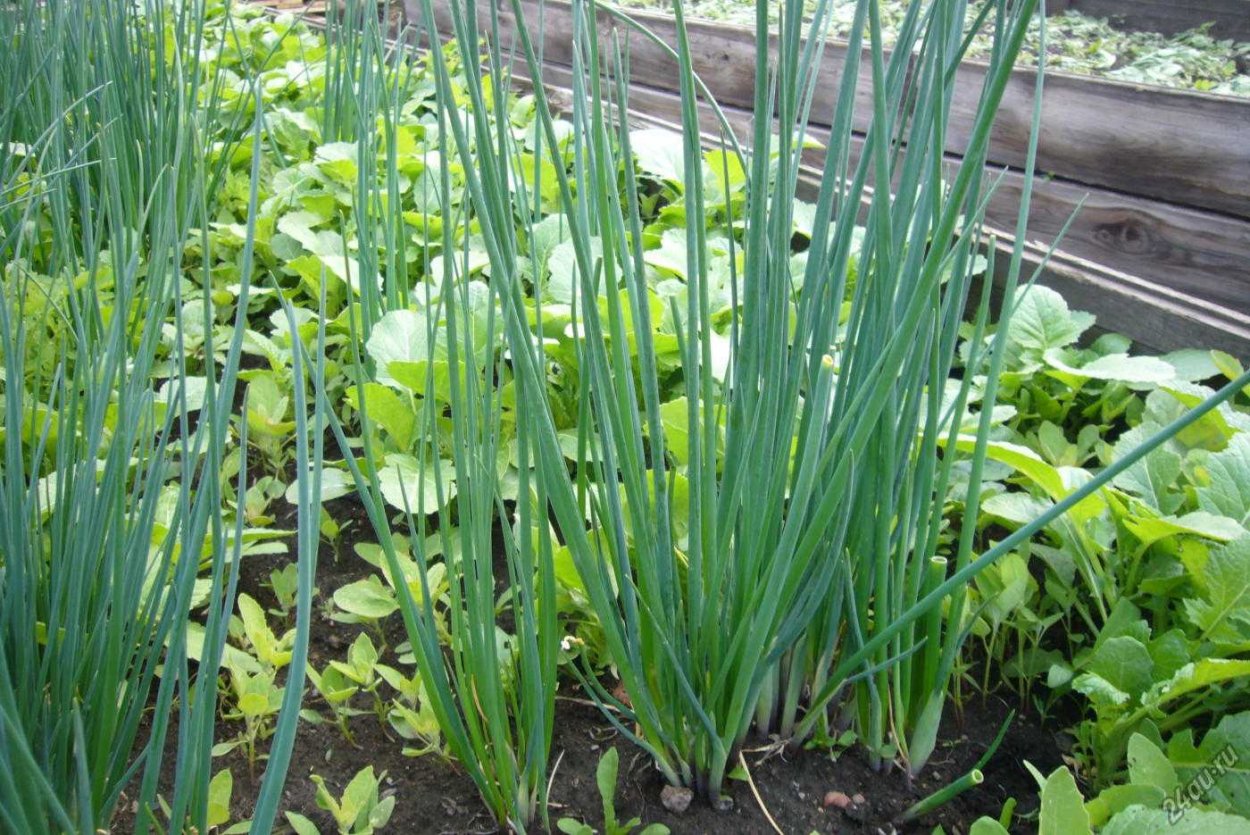 Многолетний лук на зелень батун