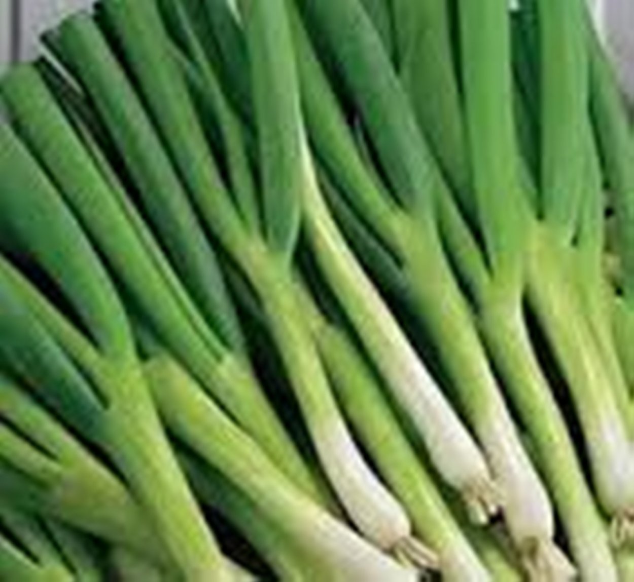 Лук зеленый , репчатый батун