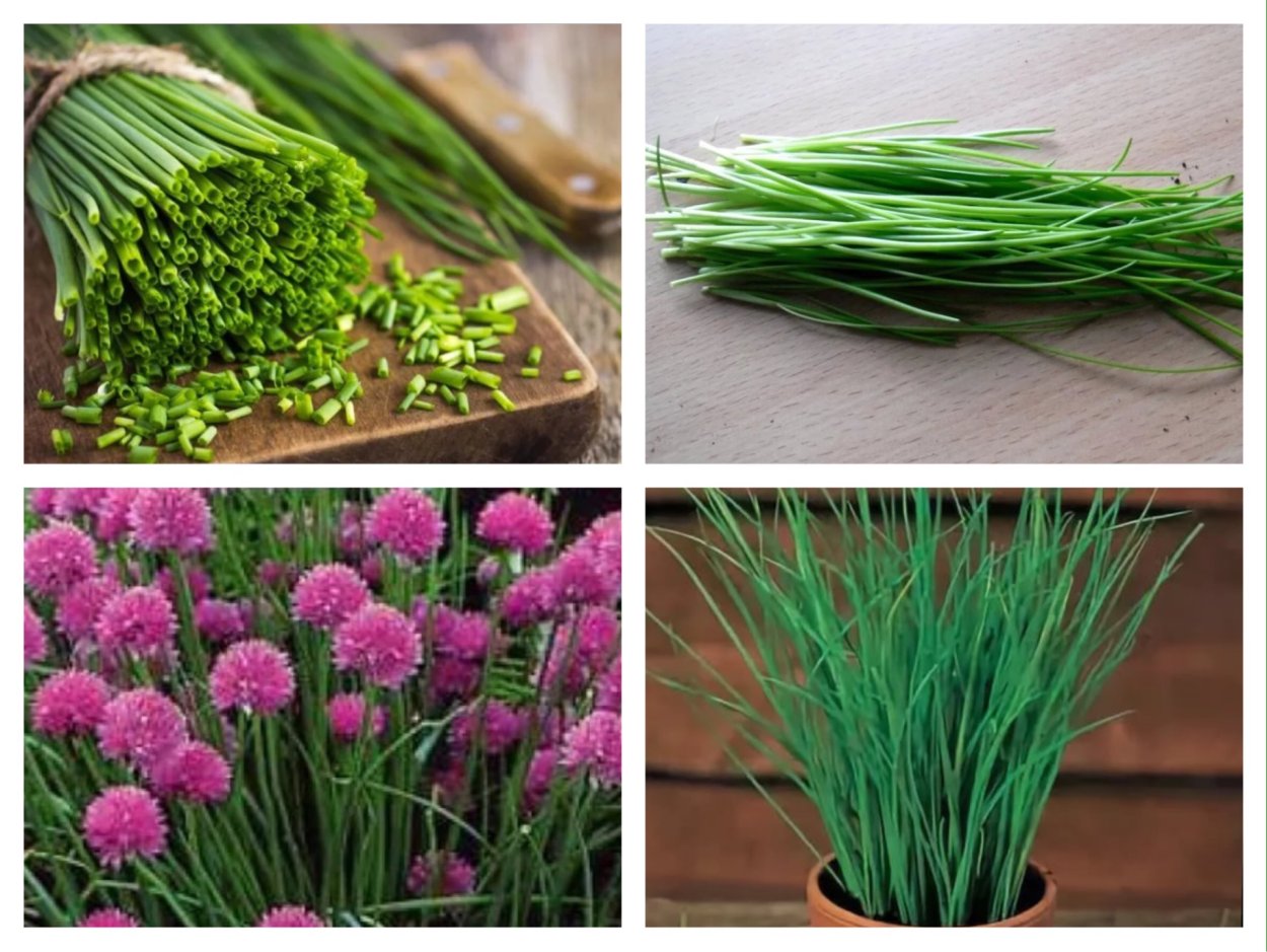 Лук шнитт (лук скорода)