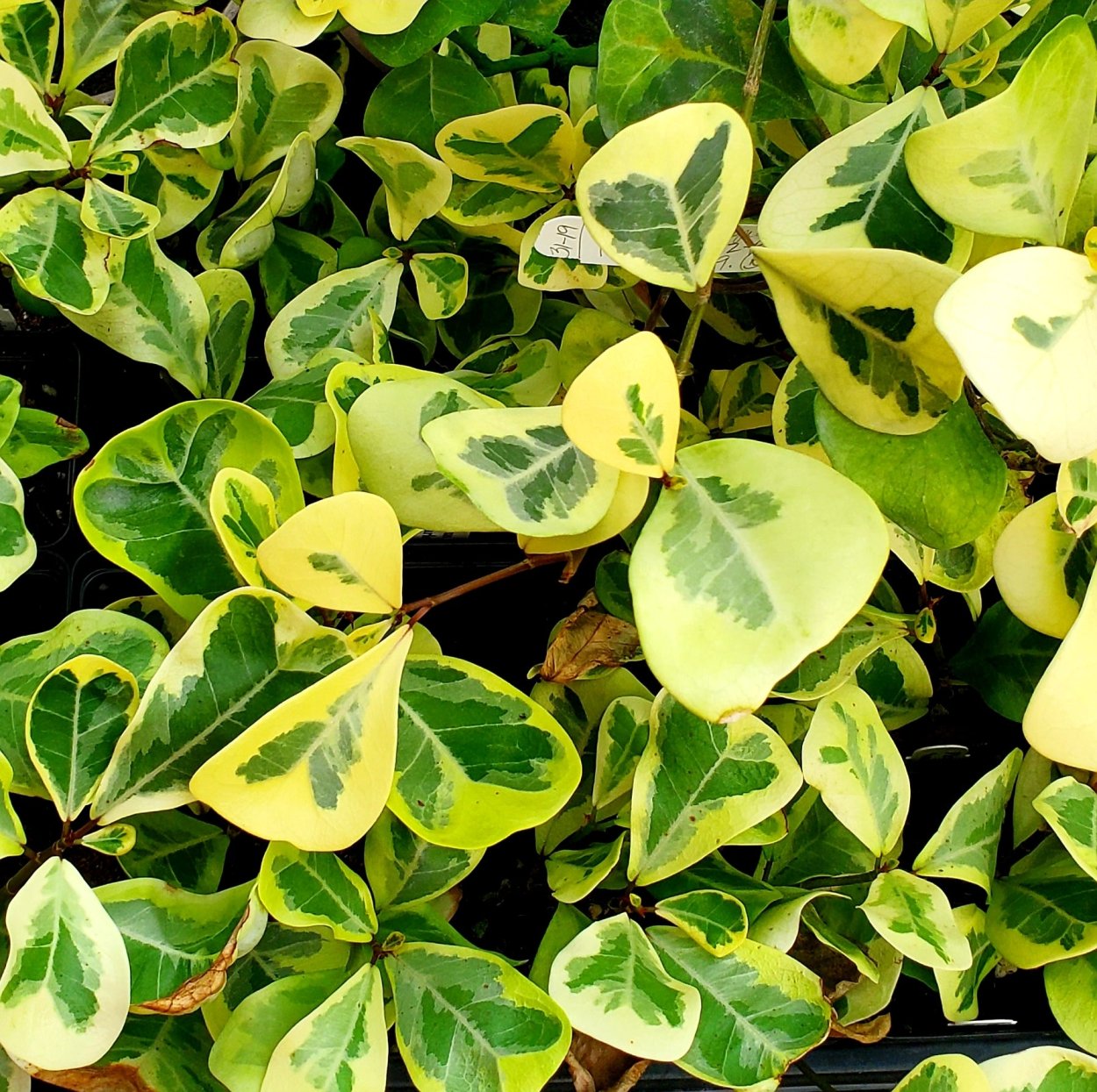 Фикус Триангулярис вариегатный