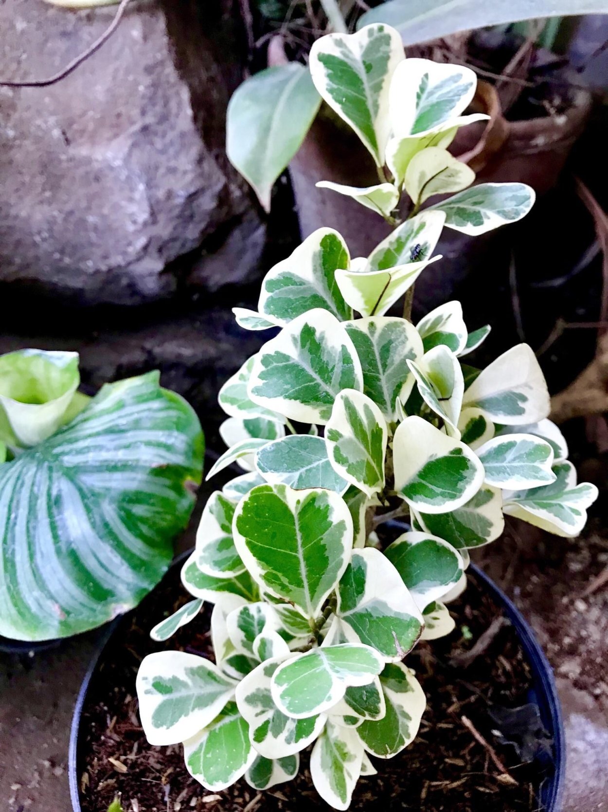 Фикус triangularis Sweetheart