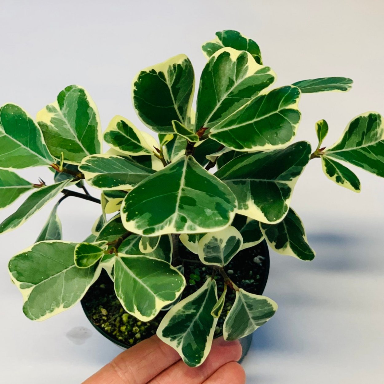 Триангулярис вариегатный