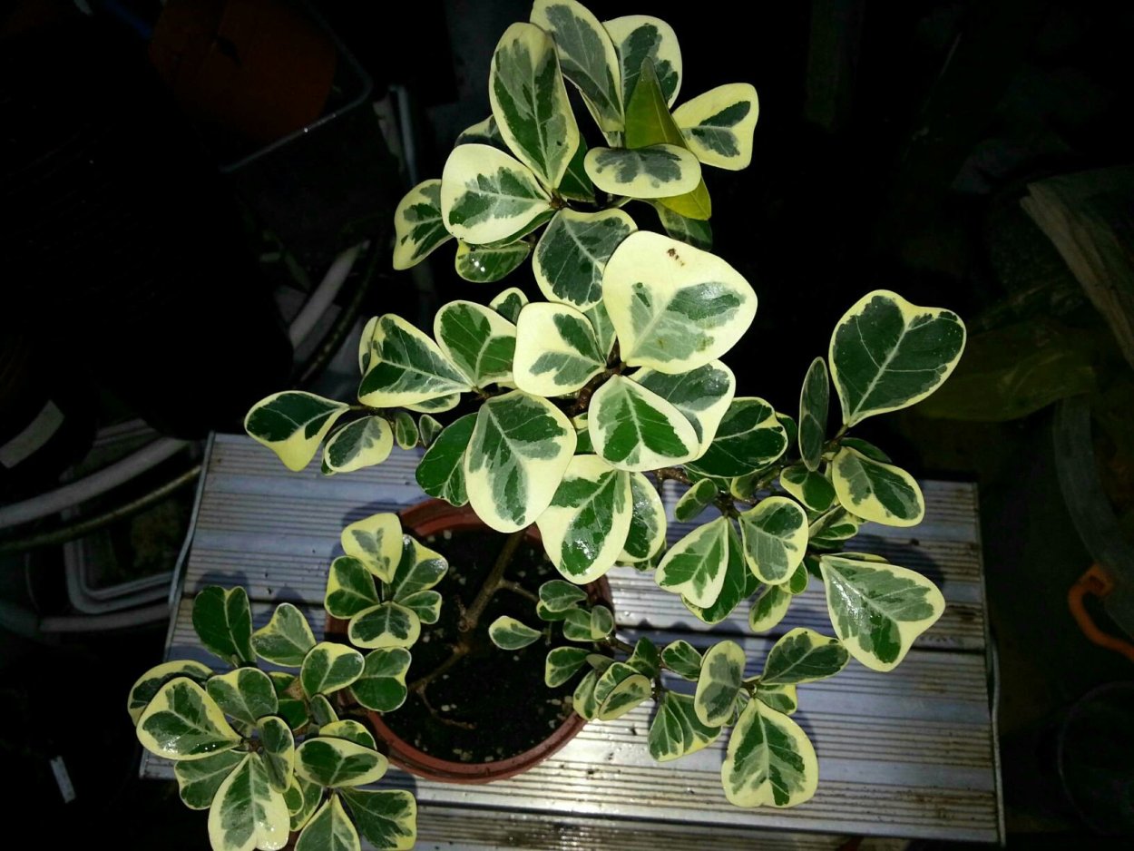 Фикус Триангулярис вариегатный