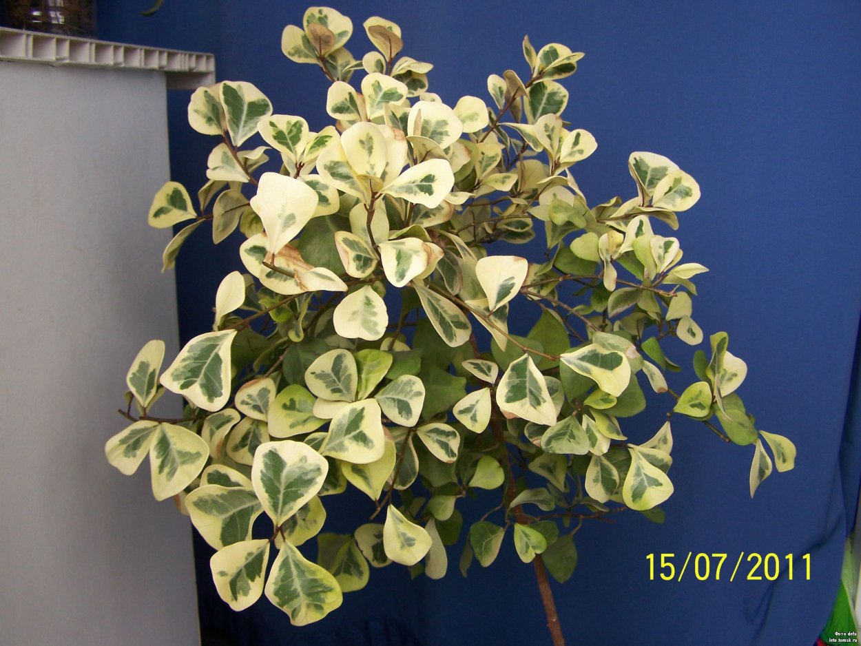 Фикус Вайт марджин