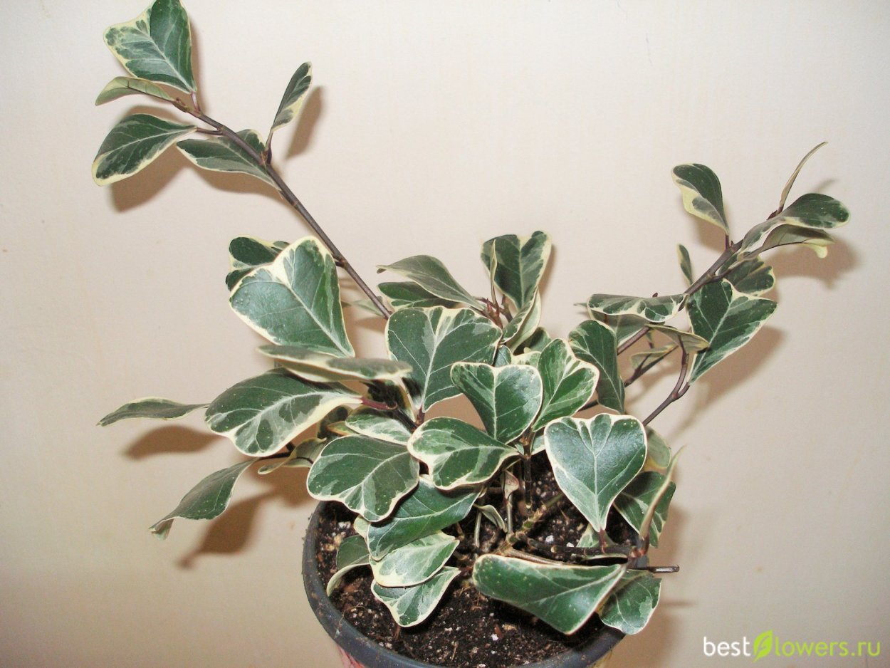 Фикус сердцевидный