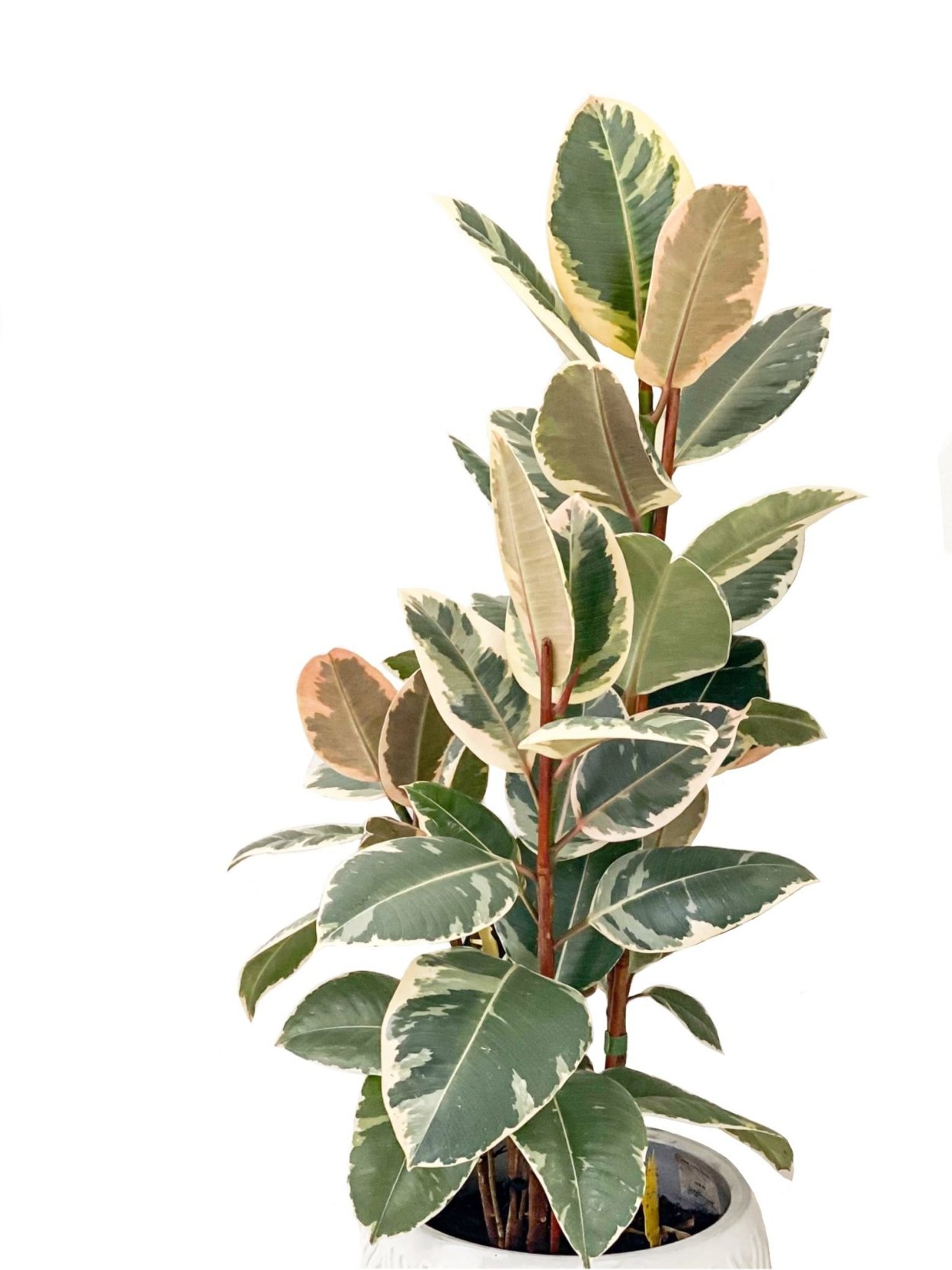 Фикус Бенджамина Вариегата