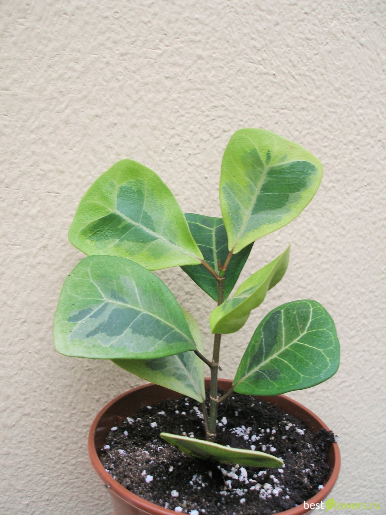 Фикус Триангулярис свитхарт