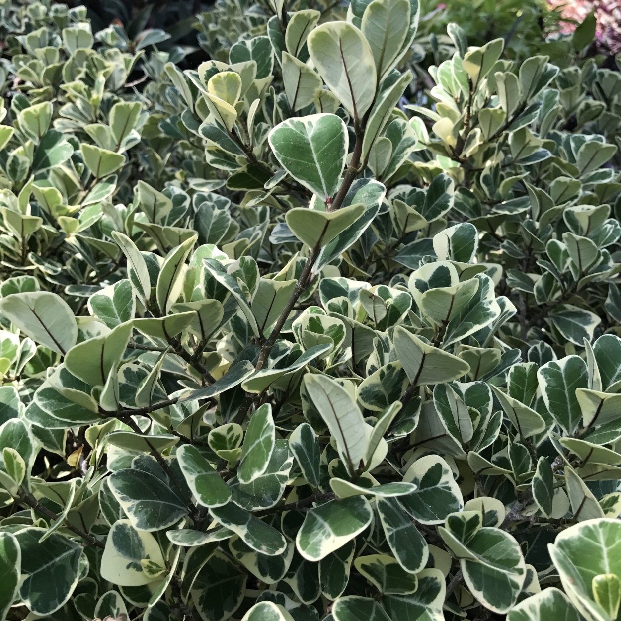 Фикус Коконат