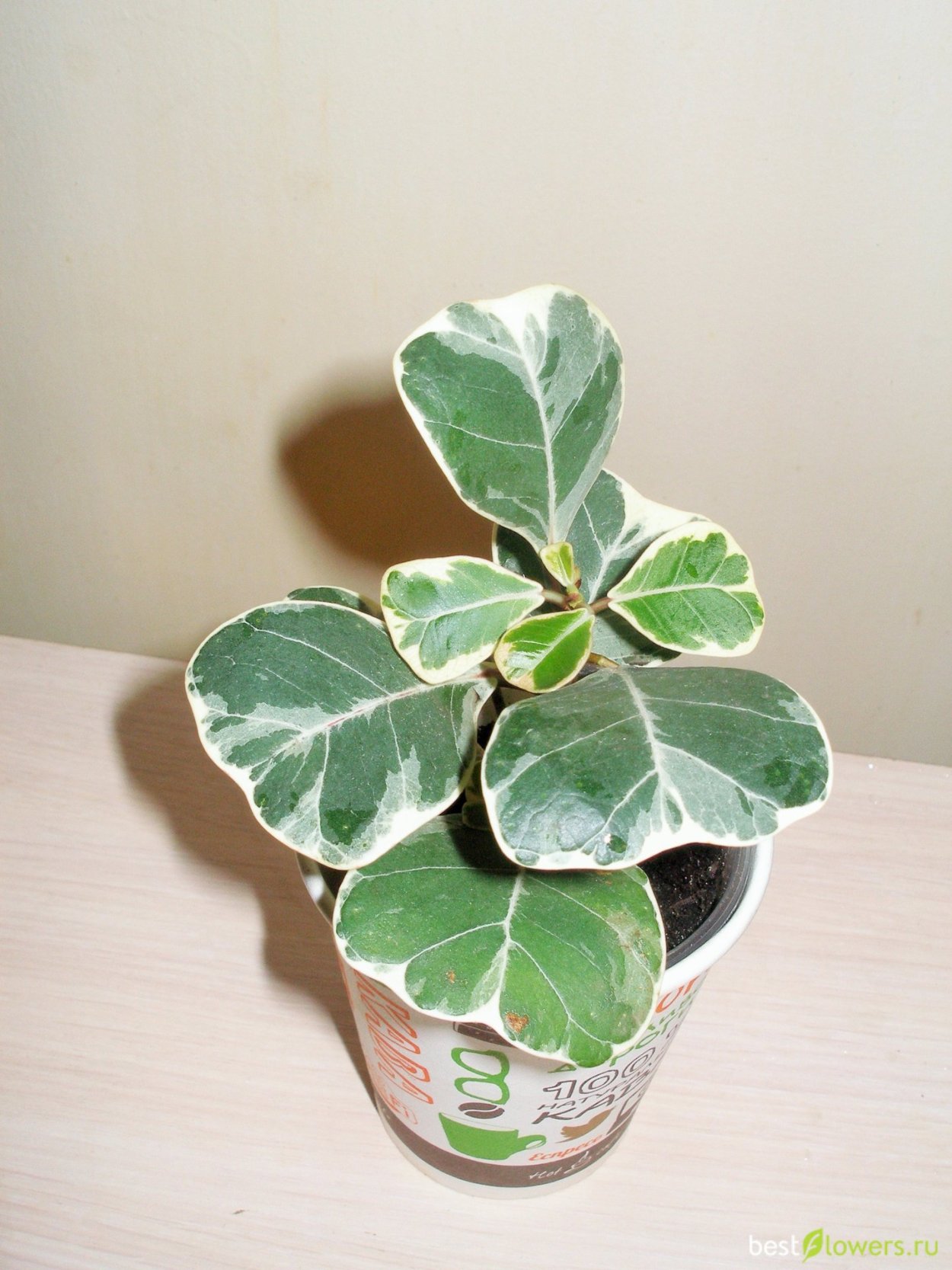 Фикус каучуконосный Вариегата