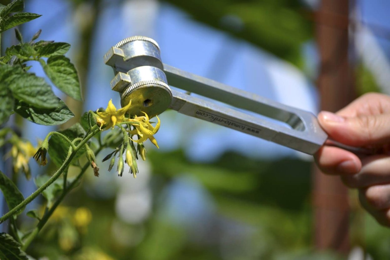 Коронный цветок у томата