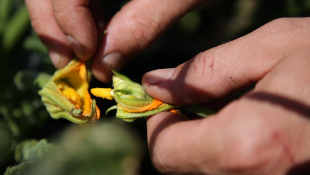 Искусственный опыление огурца