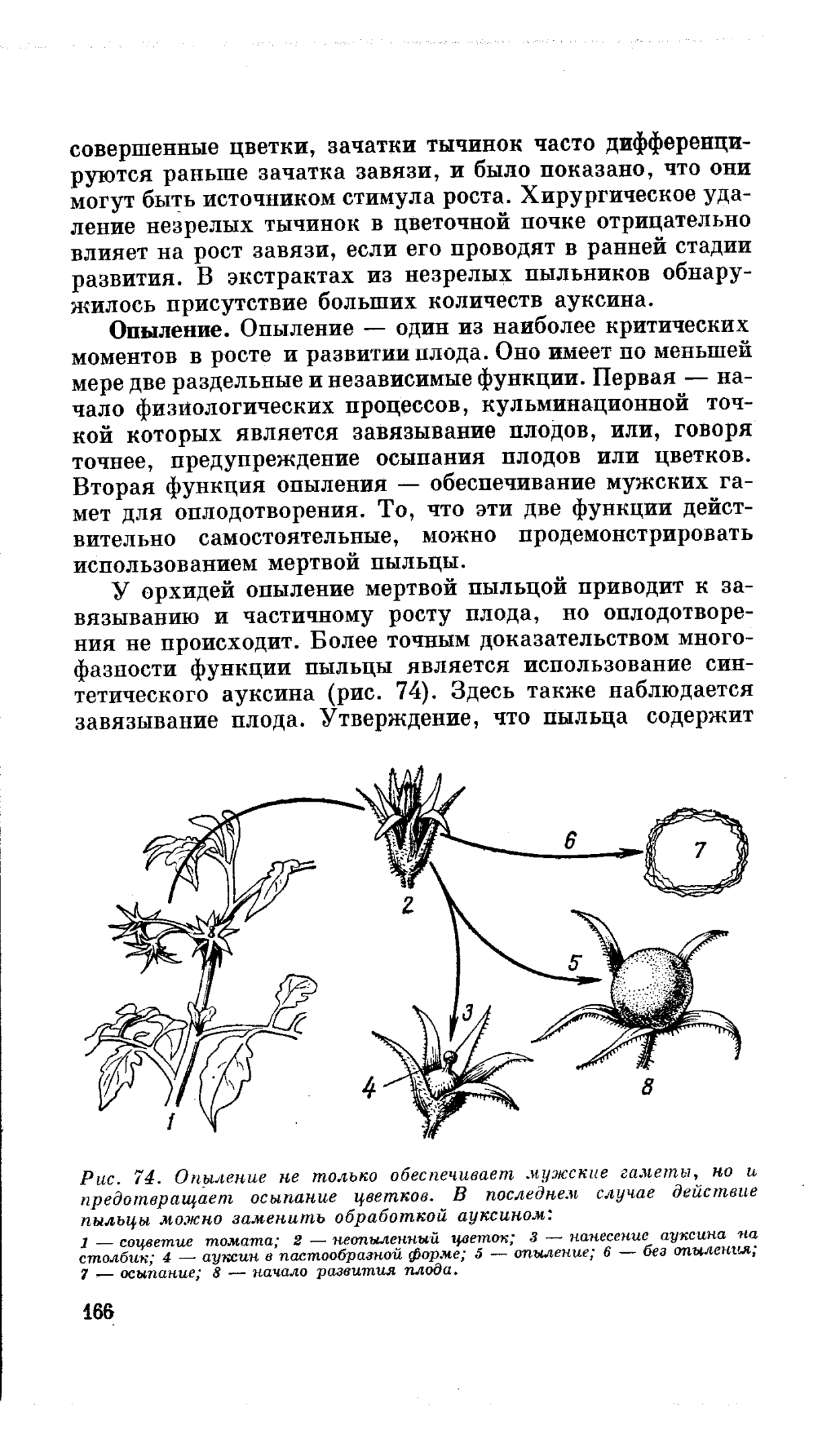 Как опылять помидоры в теплице. Цветок томата опыление. Строение цветка томата опыление. Оплодотворенный цветок томата. Опыление томатов кисточкой.