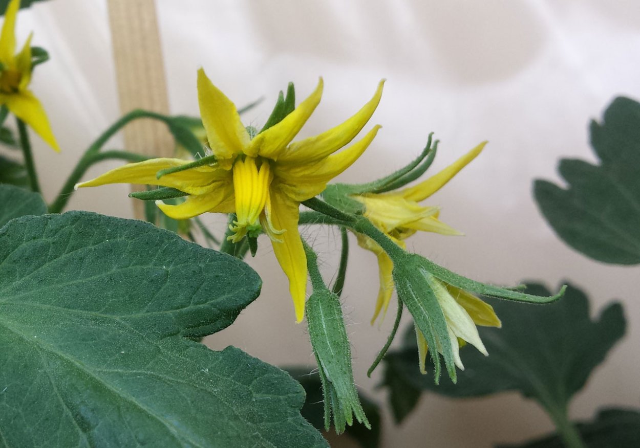 Опыление томатов