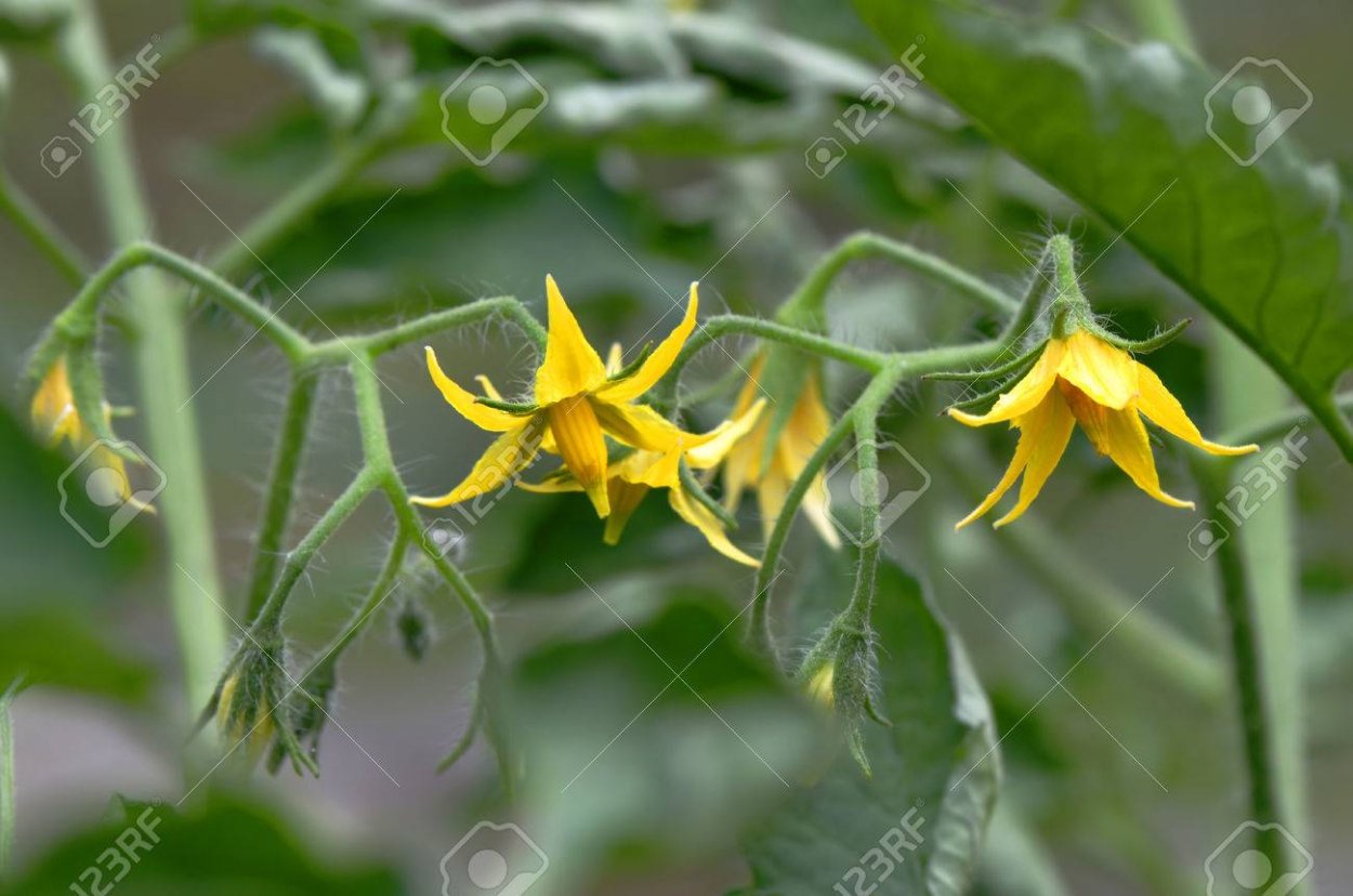 Искусственное опыление растений