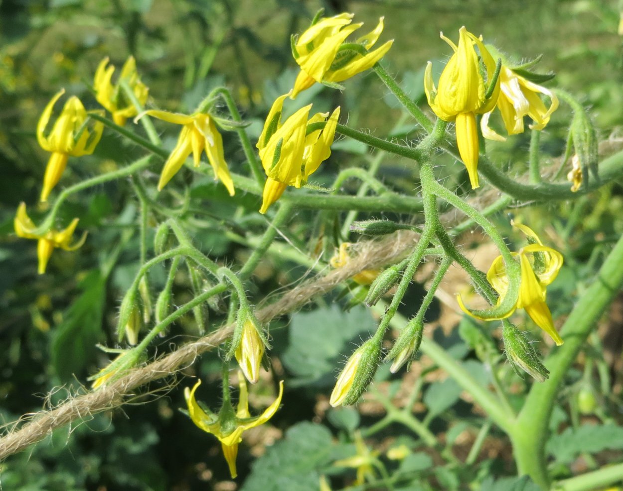 Опыление томатов кисточкой