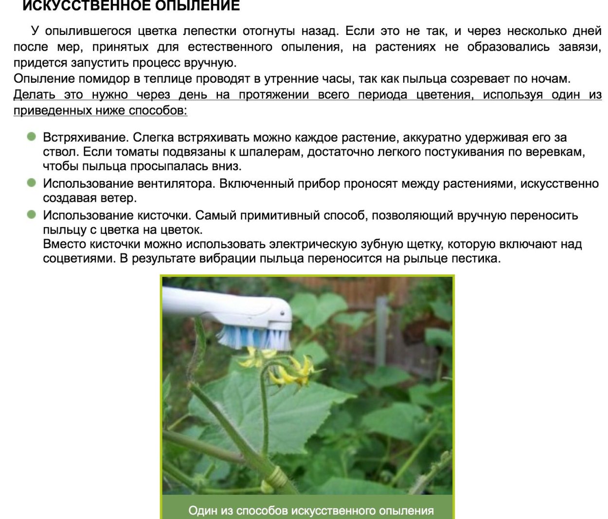 Самоопыляемые сорта томатов