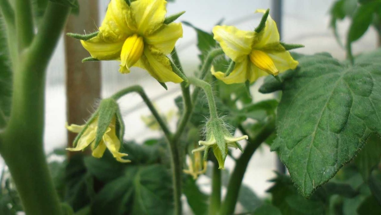 Цветок томата