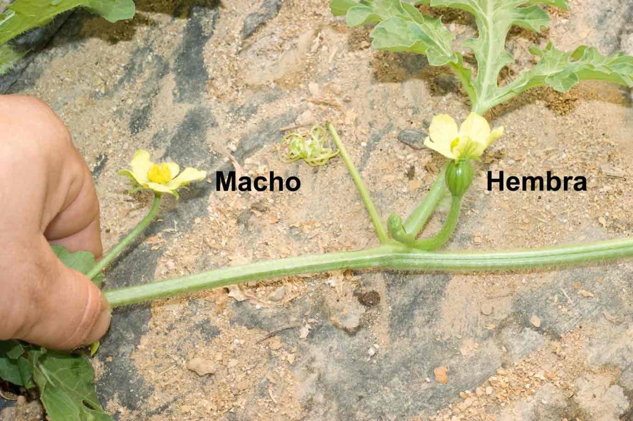 Завязь для томатов