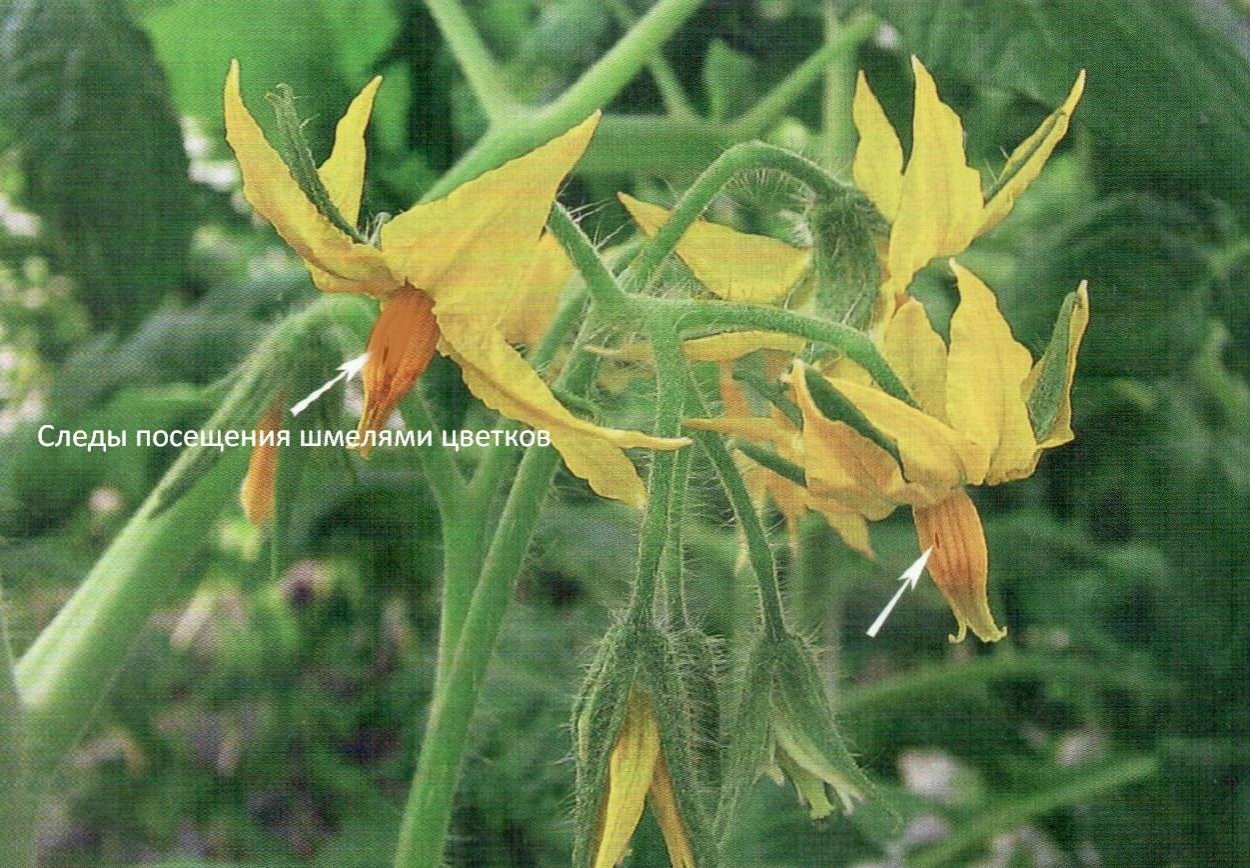 Пустоцветы на томатах