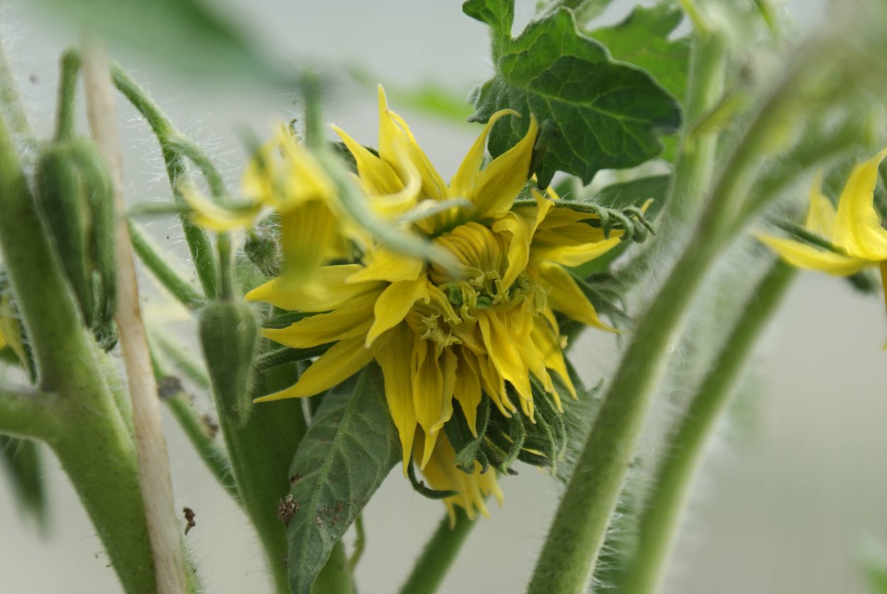 ПУСТОЦВЕТ У дыни