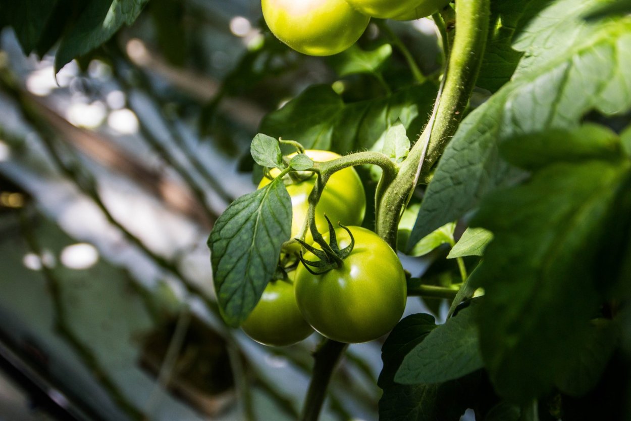 Соцветие томата