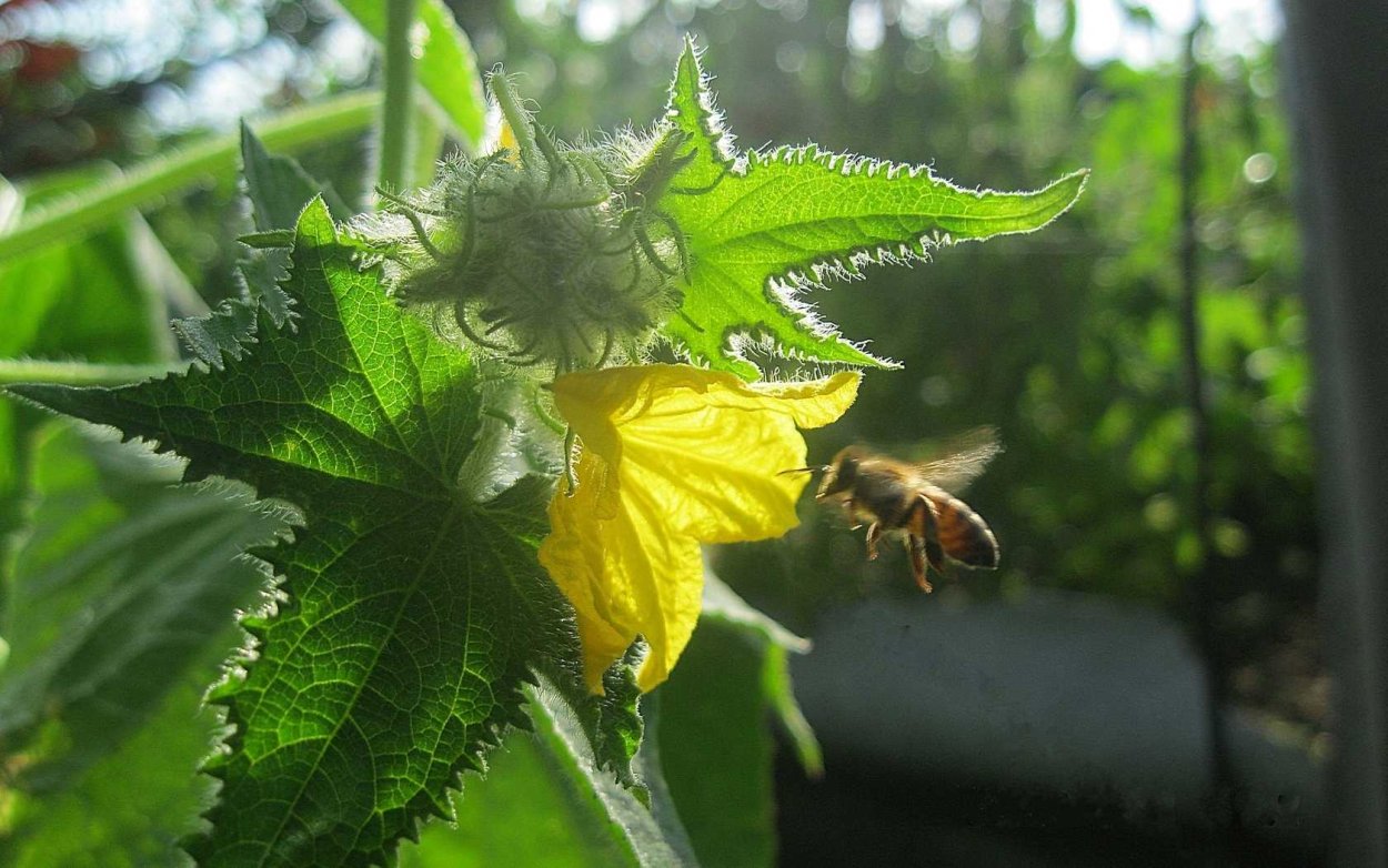 Пустоцветы на томатах