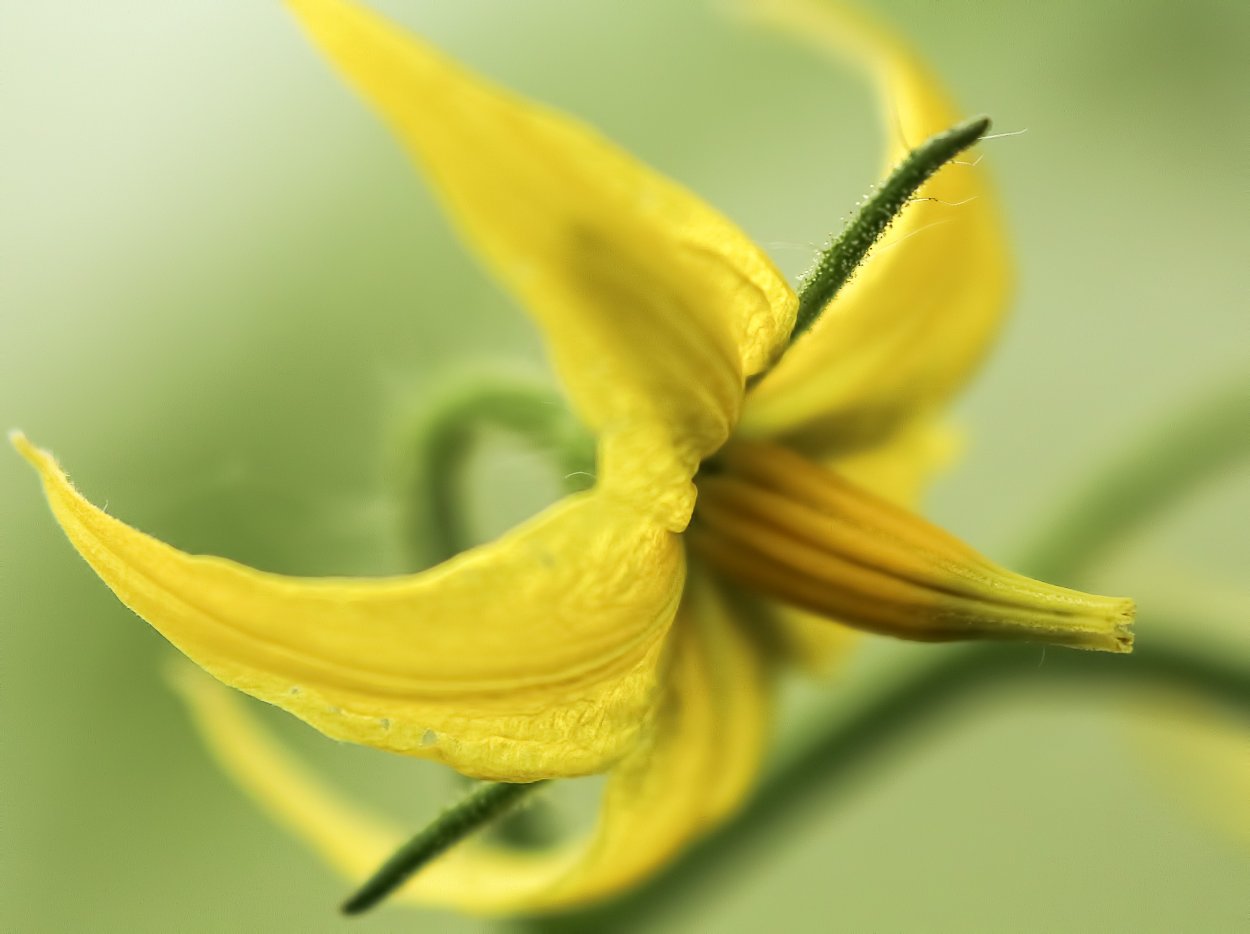 Опыление томатов