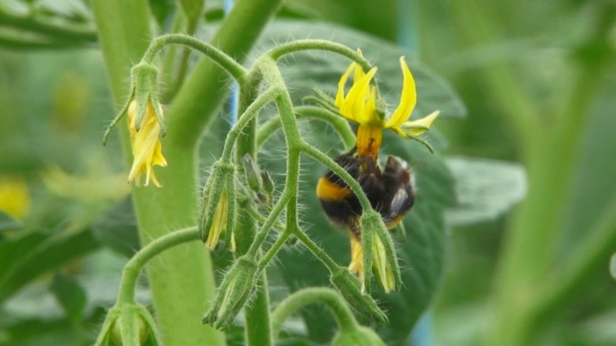 Цветок томата