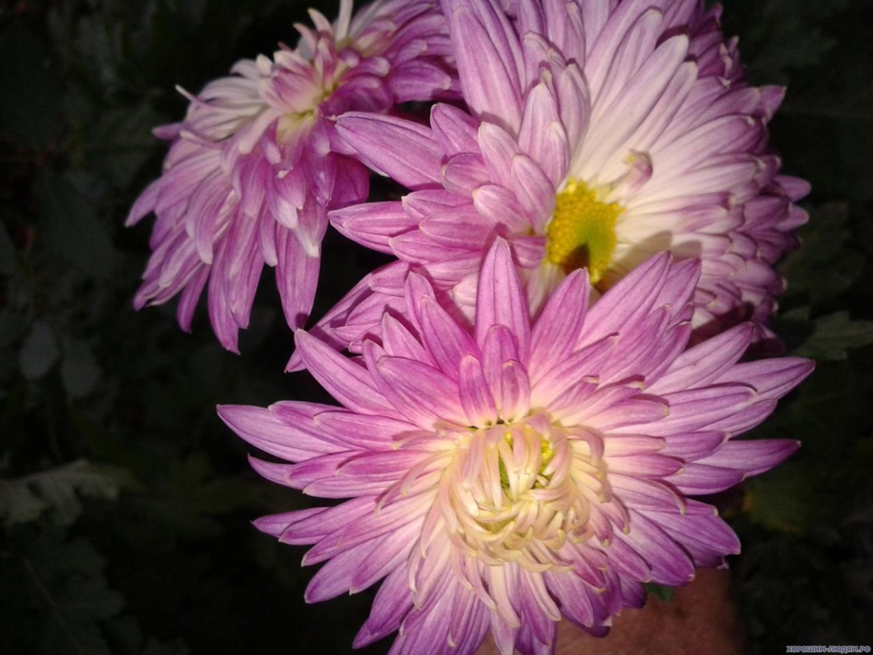 Хризантема корейская малиновая Веснянка