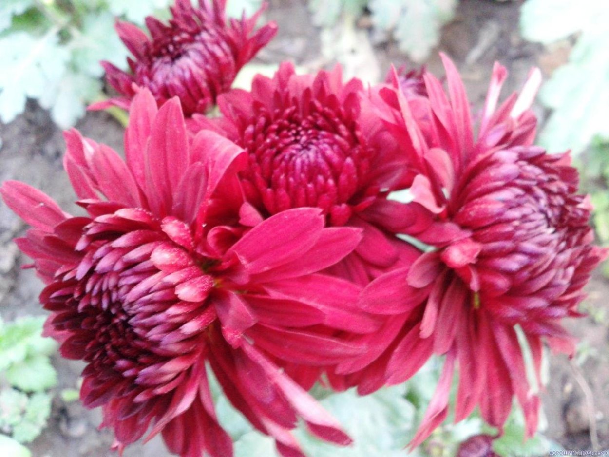 Хризантема малиновая Веснянка