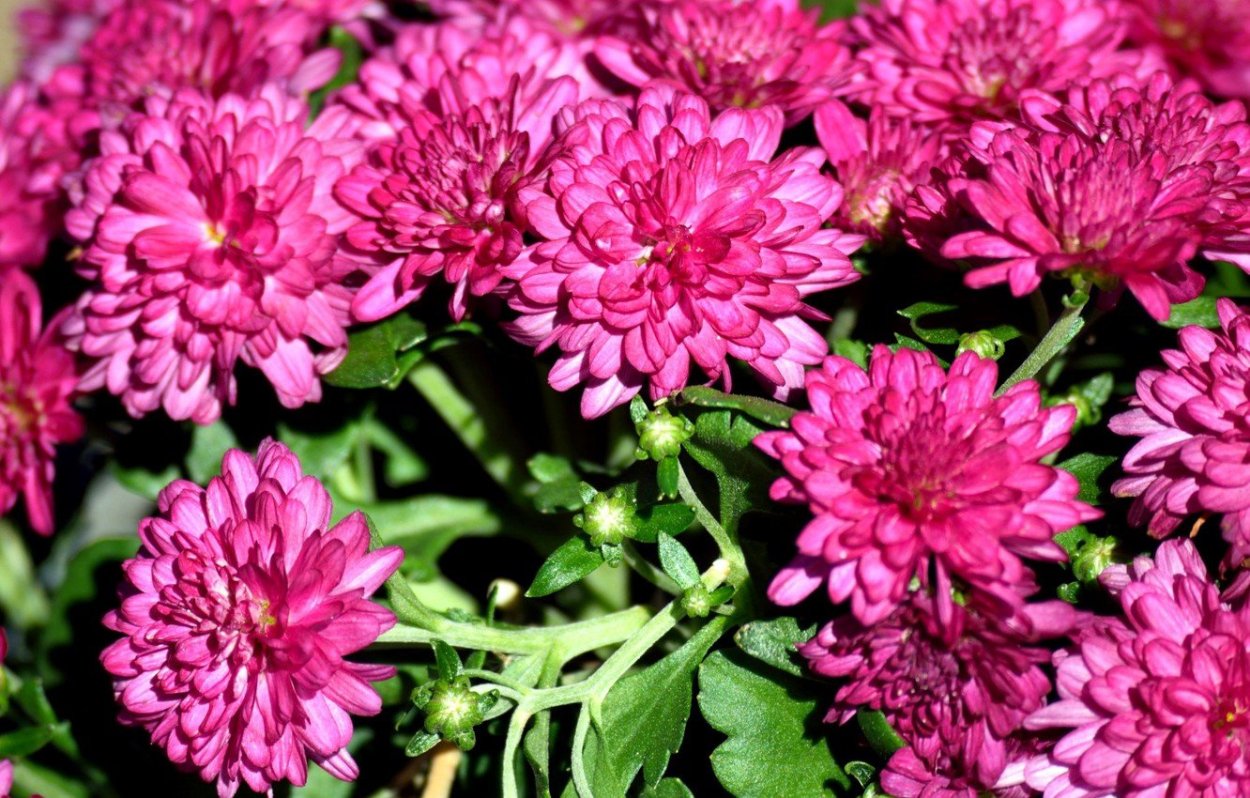 Хризантема корейская малиновая Веснянка