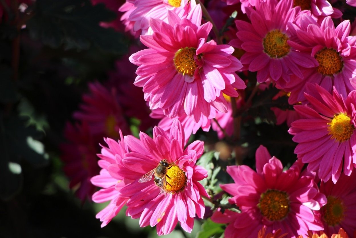 Хризантема корейская Резея