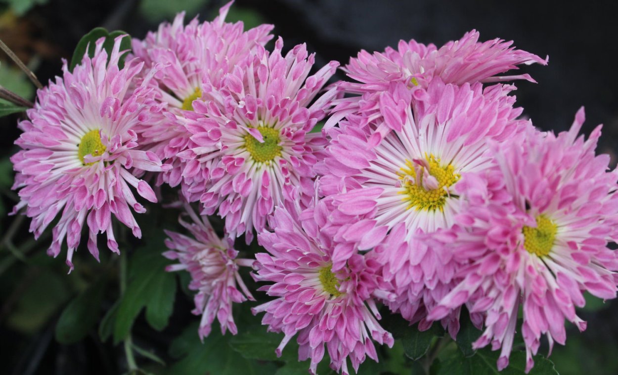 Хризантема корейская Скарлетт