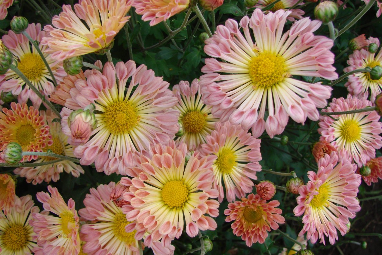 Хризантема корейская Ванилла