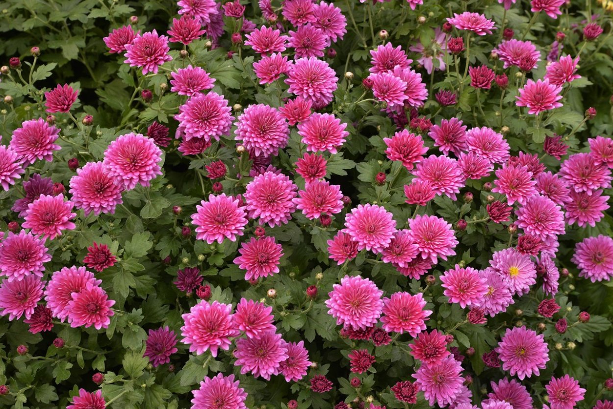 Хризантема корейская малиновая Веснянка